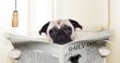 dog_toilet