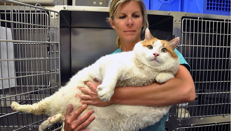 Overweight cats angry at banker comparisons