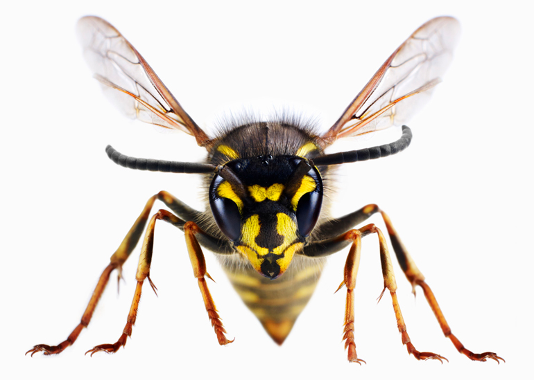 Wasps celebrate as vaguely warm weather makes a comeback