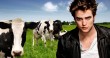 cowpatz