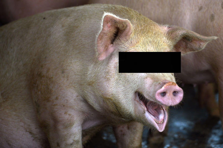 ‘I’ve never been so ashamed,’ says pig