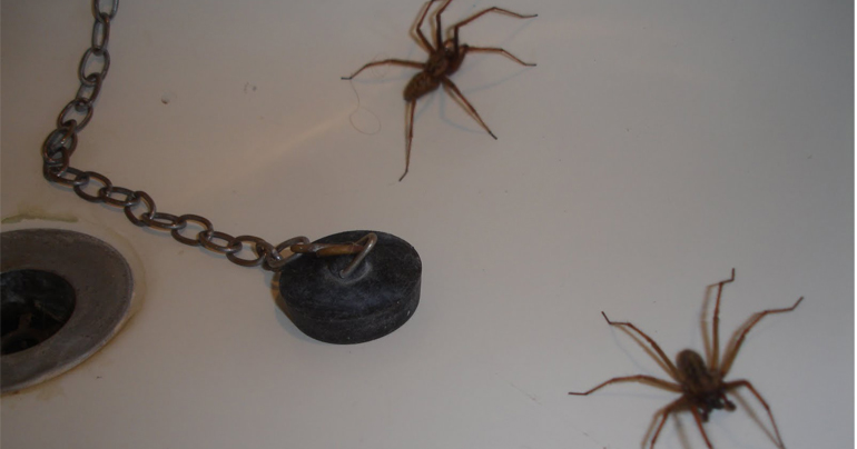 Massive spiders now eligible for housing benefit