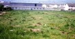 donkey-field