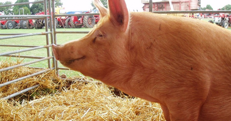 How to survive the Balmoral Show – An Ulster Fry guide