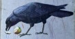 birds1