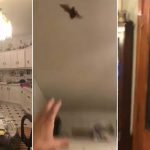 Bat