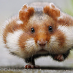 hamster