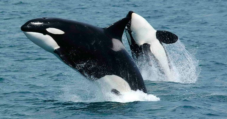 Orcas flee Strangford Lough after visiting Newtownards